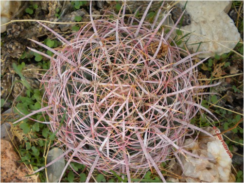Barrel of Needles
